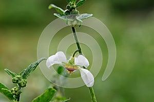 Chilean stinging nettle Loasa triphylla var. vulcanica a pending white flower photo